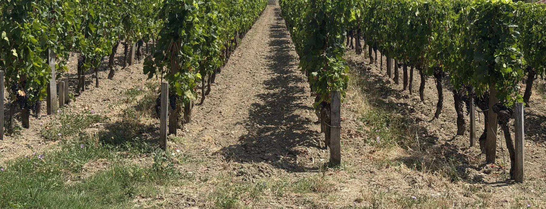 Close view of vineyard rows, leaves and earth near Saint-Émilion